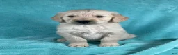 Golden Retriever dogs for sale: Jaxon 8248 - Ad 1
