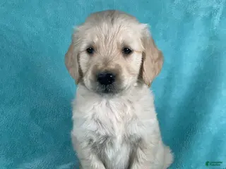Golden Retriever dogs for sale: Jaxon 8248 - Ad 4