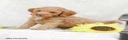 Mini Goldendoodle dogs for sale: Landon - Ad 7