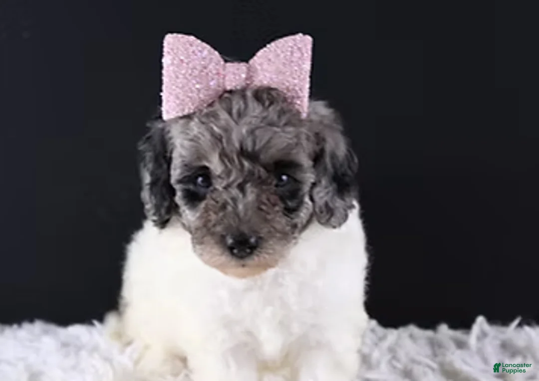 Standard Poodle dogs for sale: Willow - Ad 4