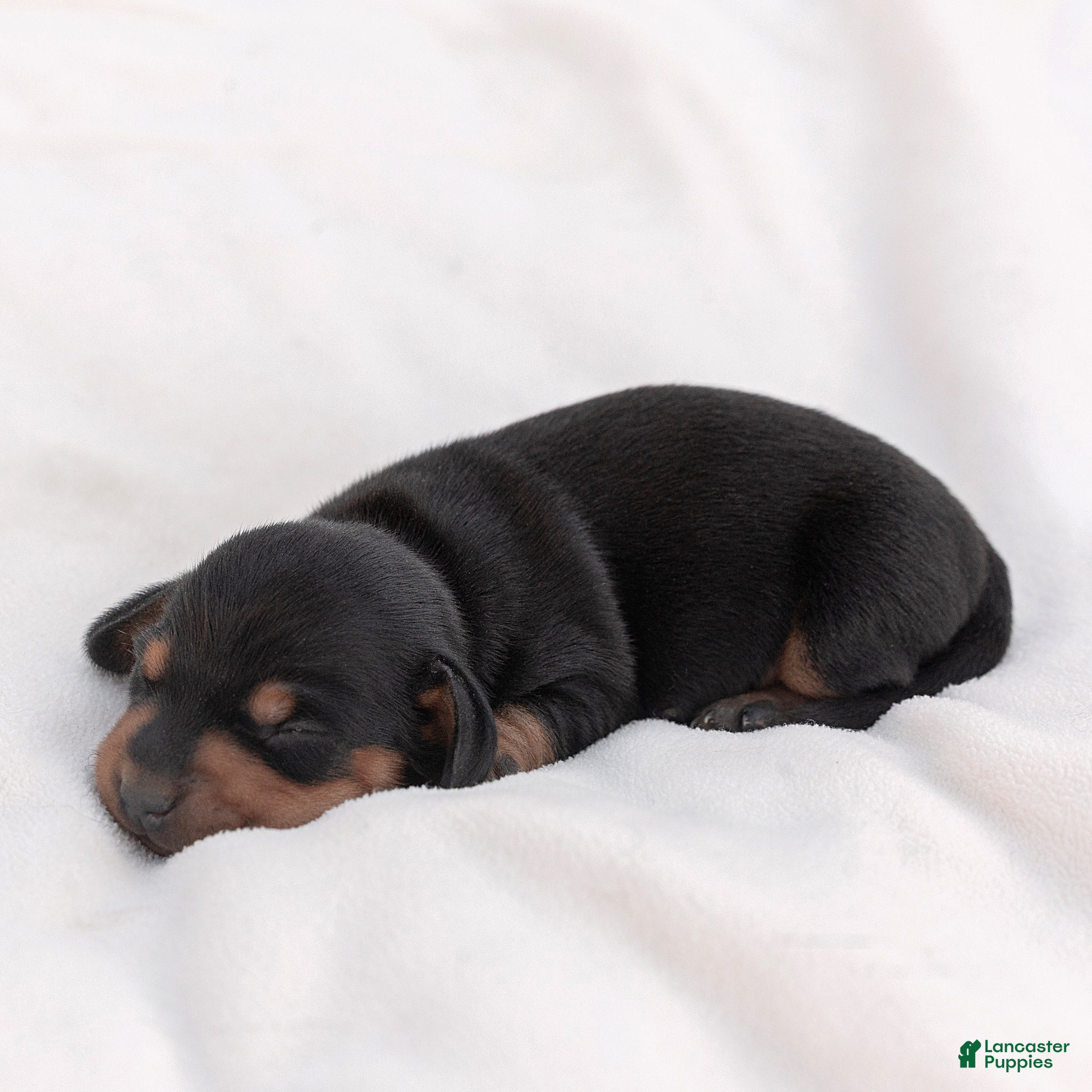 Miniature Dachshund dogs for sale: Linus Miniature Dachshund  - Ad 4