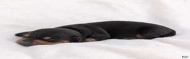 Linus Miniature Dachshund 