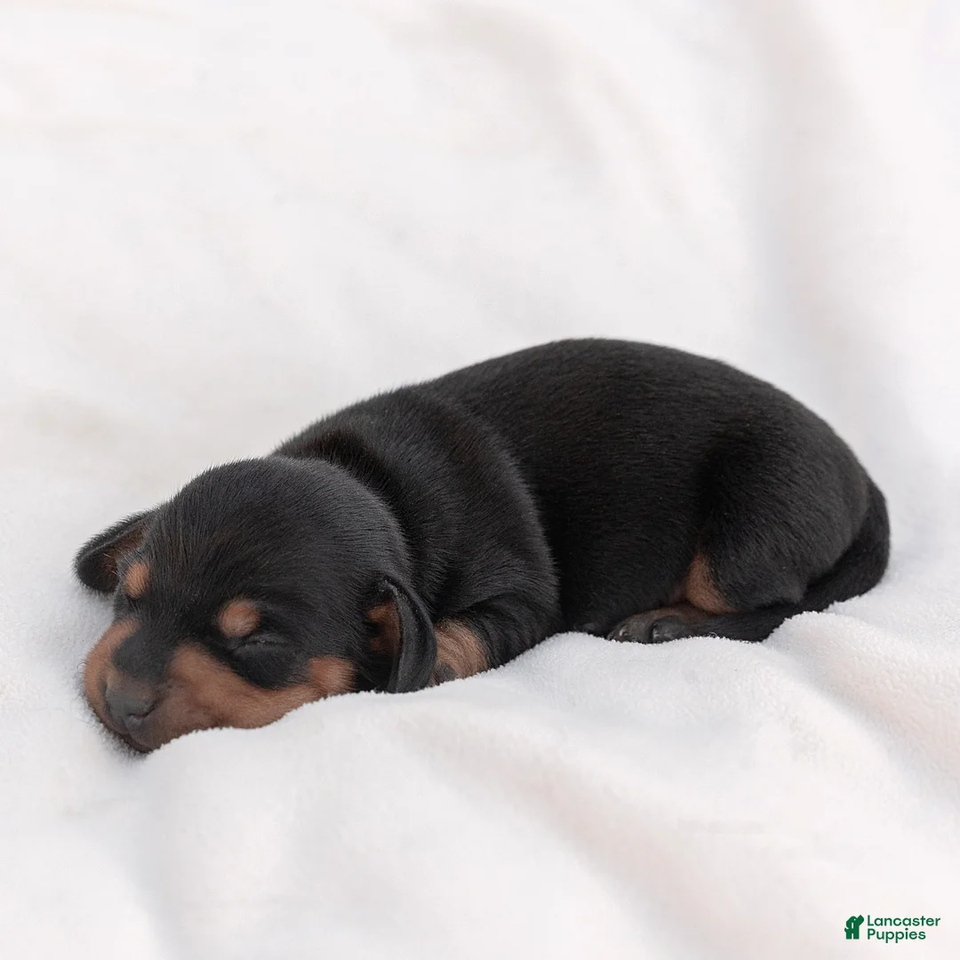 Miniature Dachshund dogs for sale: Linus Miniature Dachshund  - Ad 1
