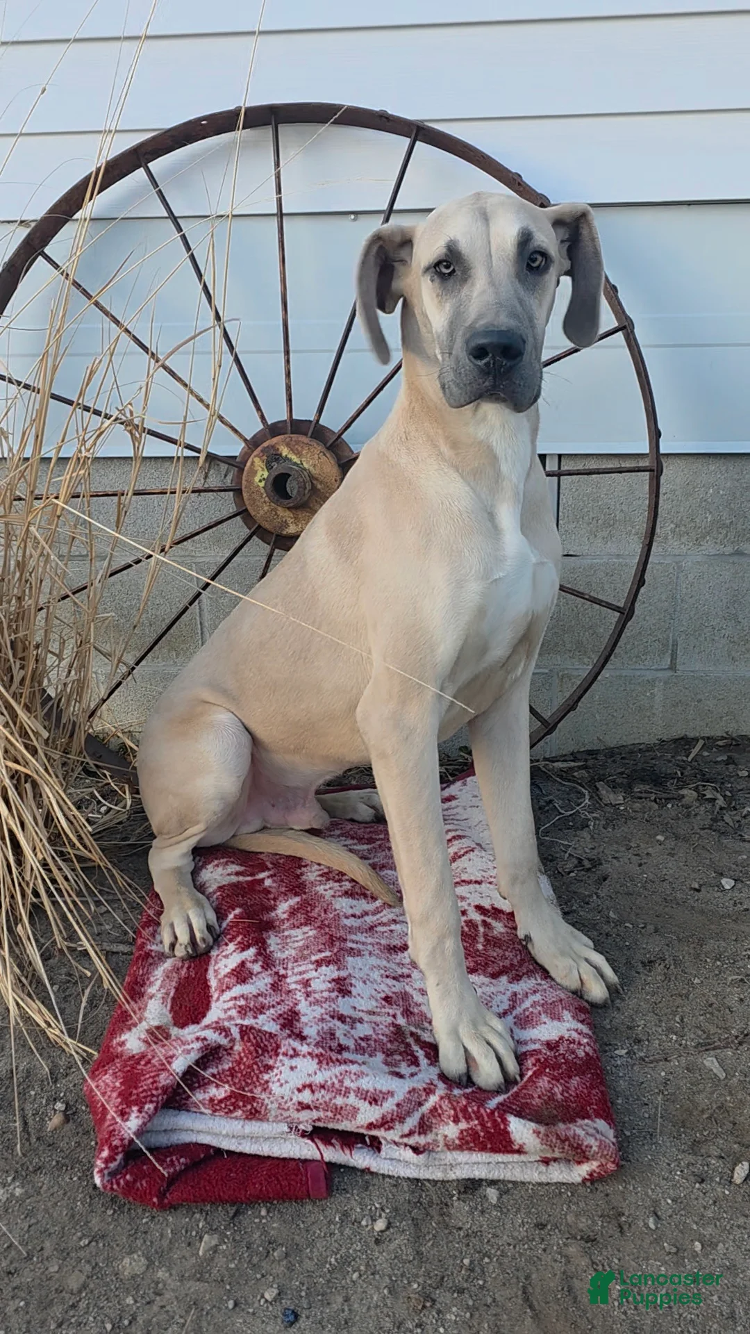 Great Dane dogs for sale: Ted - Ad 1