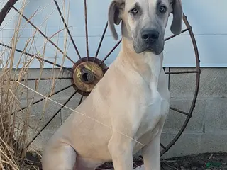 Great Dane dogs Ted - Ad 17