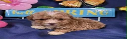 Toy Poodle dogs for sale: Cookie - Ad 1