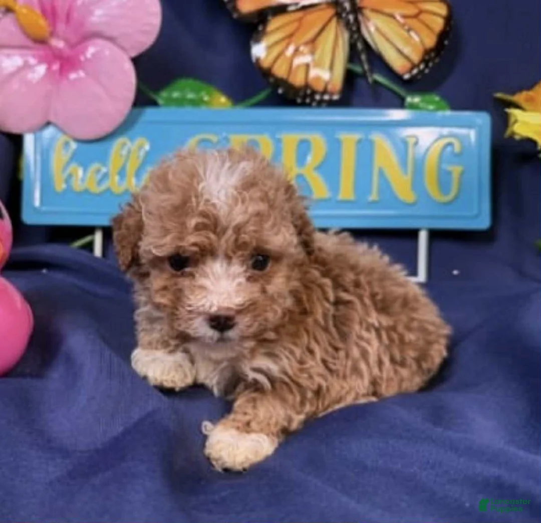 Toy Poodle dogs for sale: Cookie - Ad 1