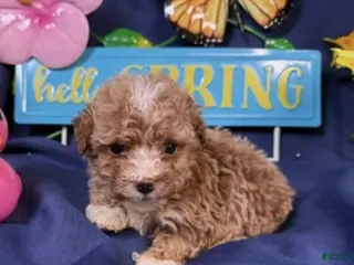 Toy Poodle dogs Cookie - Ad 32