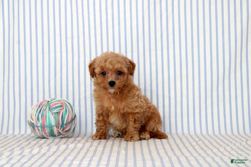 Shihpoo dogs Patrick - Ad 1