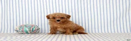 Shihpoo dogs for sale: Patrick - Ad 1