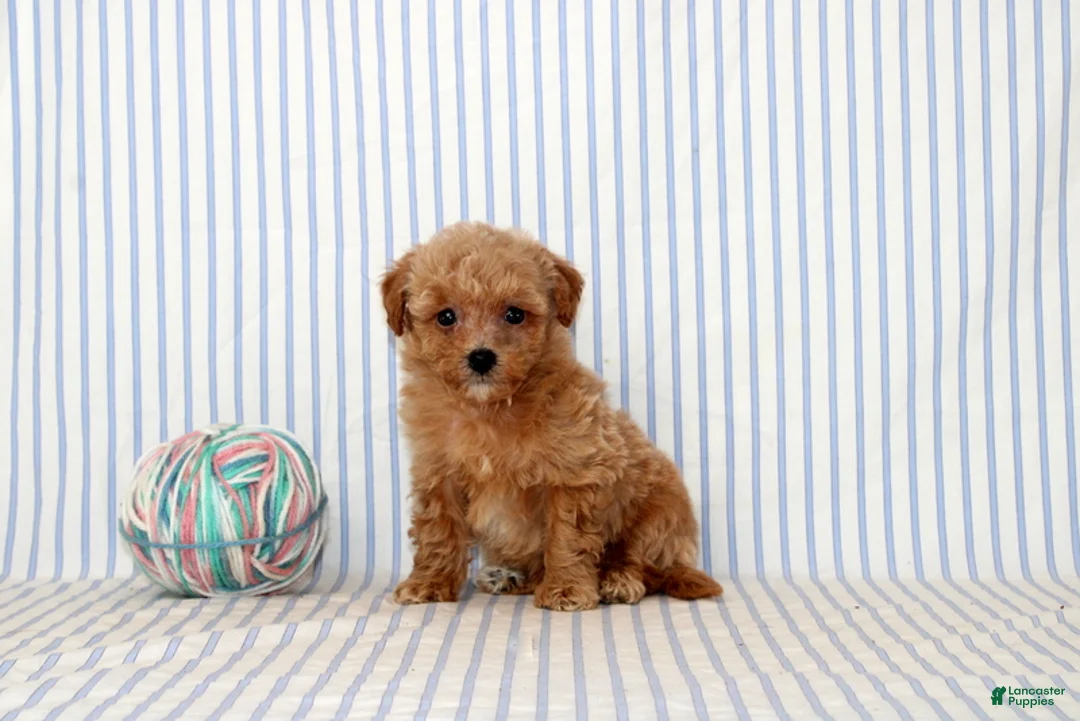 Shihpoo dogs for sale: Patrick - Ad 1
