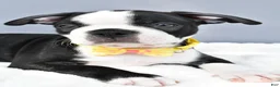 Boston Terrier dogs for sale: Simon - Ad 3