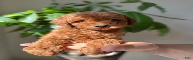 romus 