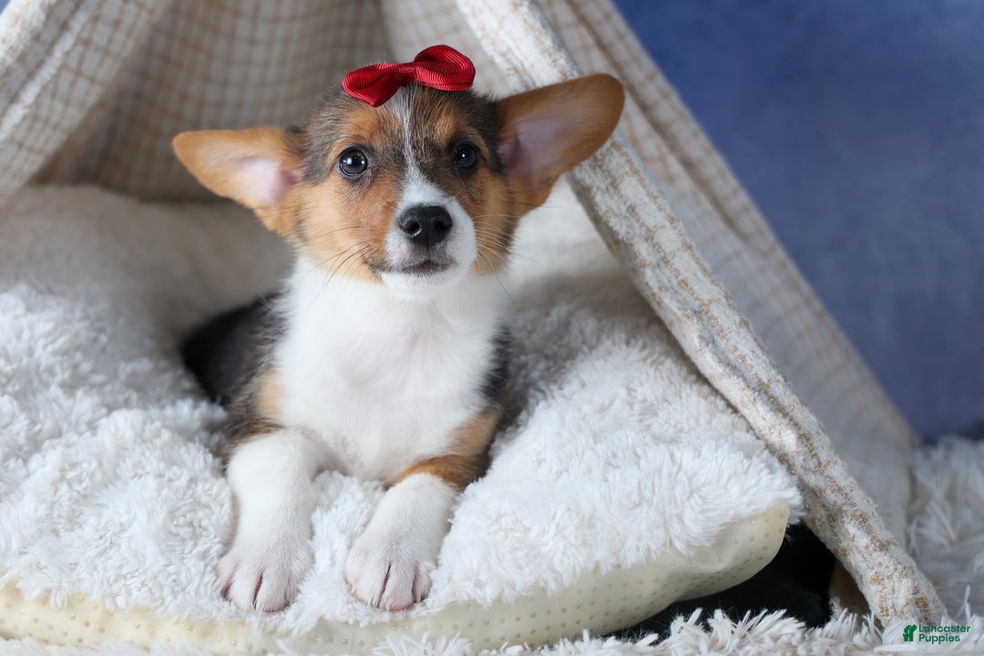 Welsh Corgi Pembroke dogs for sale: Leo - Ad 7