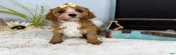 Cavapoo dogs for sale: Zoe  - Ad 13