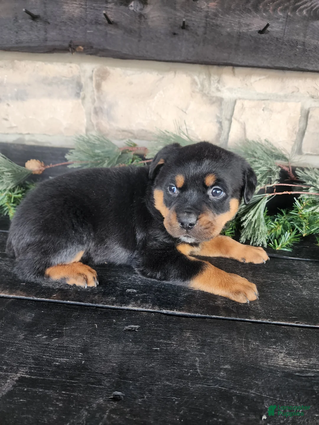 Rottweiler dogs for sale: Bella - Ad 7