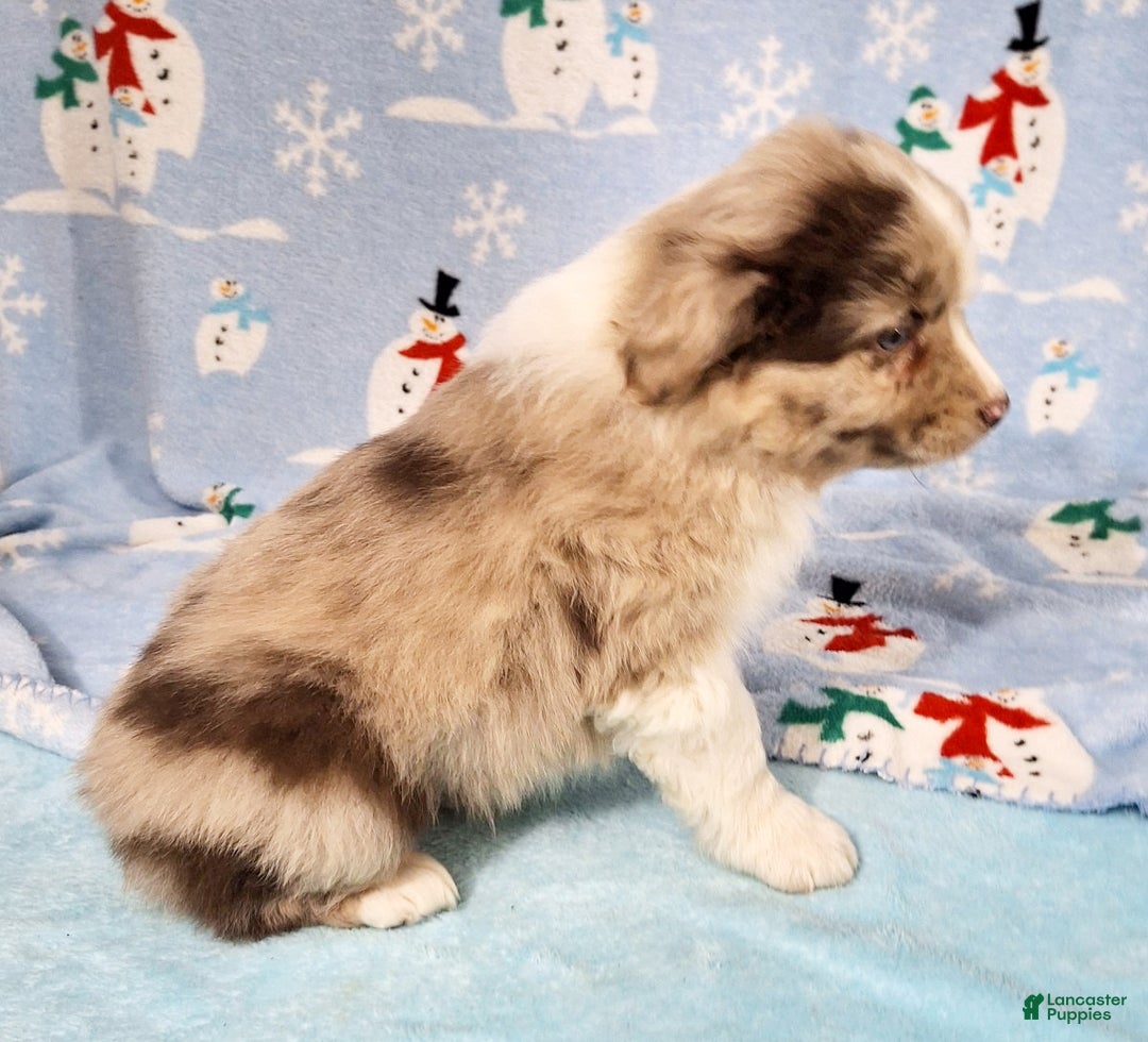 Miniature Australian Shepherd dogs for sale: Charlie - Ad 4