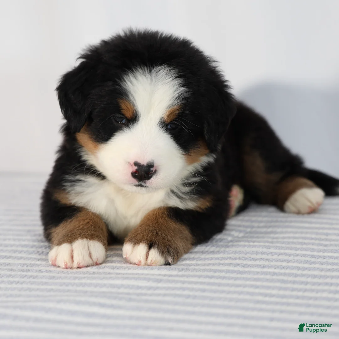 Bernese Mountain Dog dogs for sale: Rowan - Ad 1