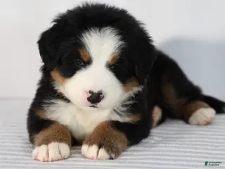 Bernese Mountain Dog dogs for sale: Rowan - Ad 1