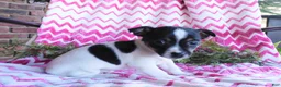 Jack Russell Terrier dogs for sale: Miney - Ad 4