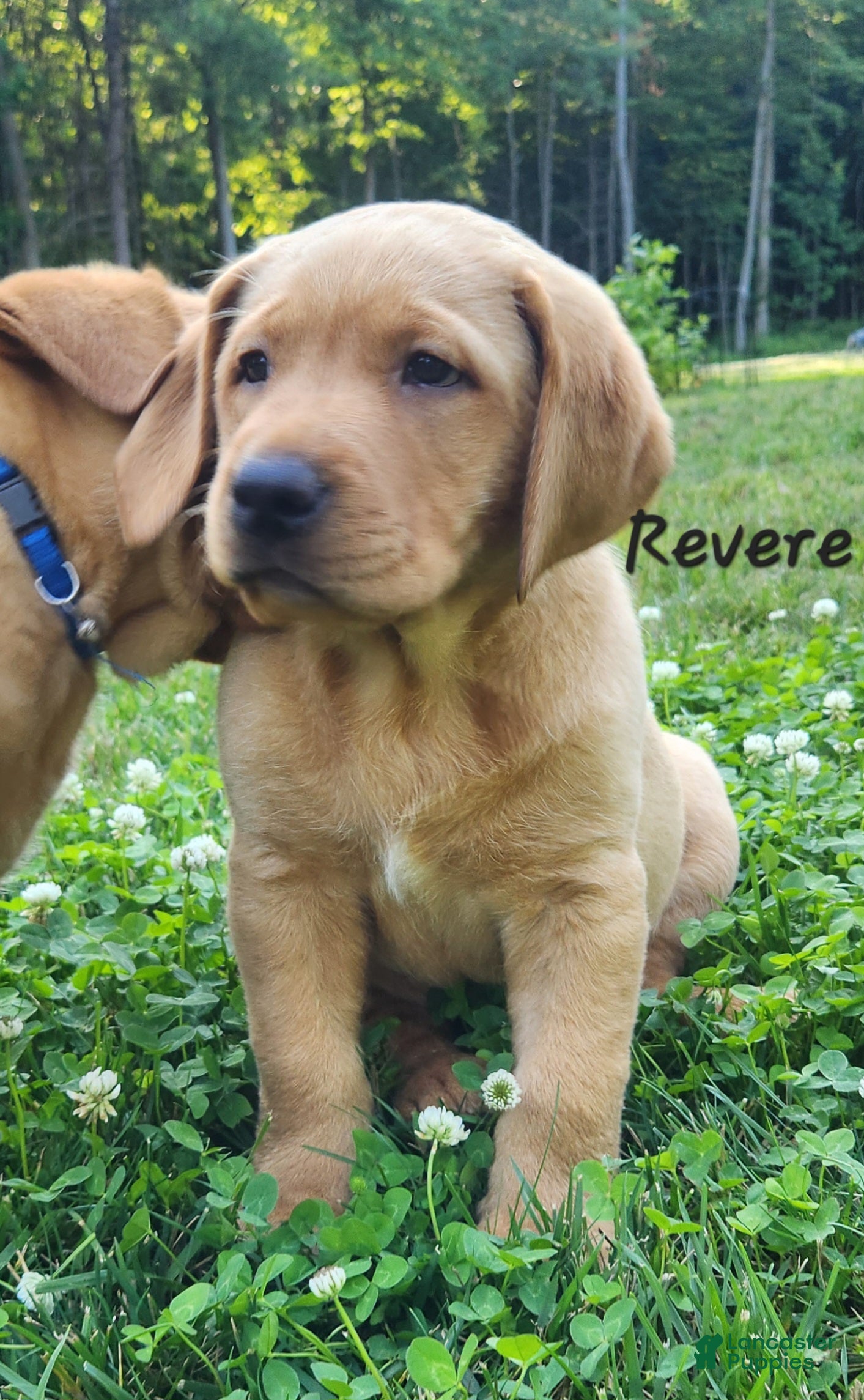 Labrador Retriever dogs Revere - Ad 1