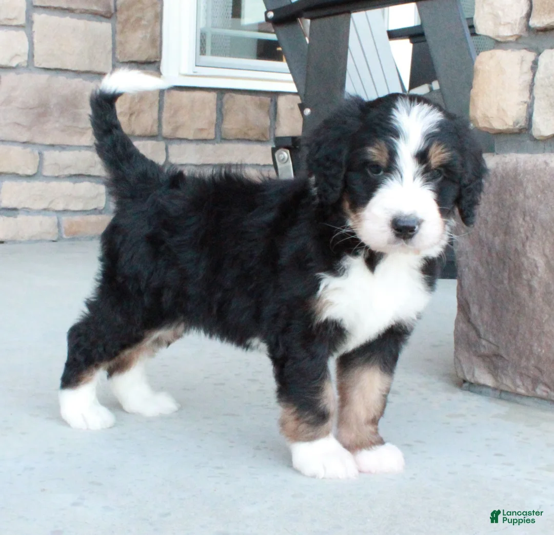 Bernedoodle dogs for sale: Sammy  - Ad 2