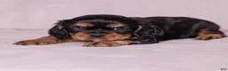 Cavalier King Charles Spaniel dogs for sale: Bravo  - Ad 5