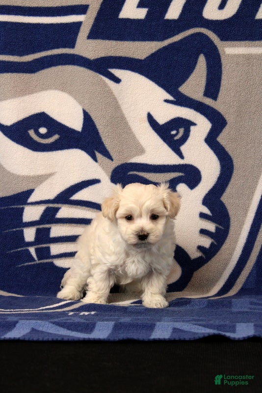 Maltipoo dogs Immanuel - Ad 1