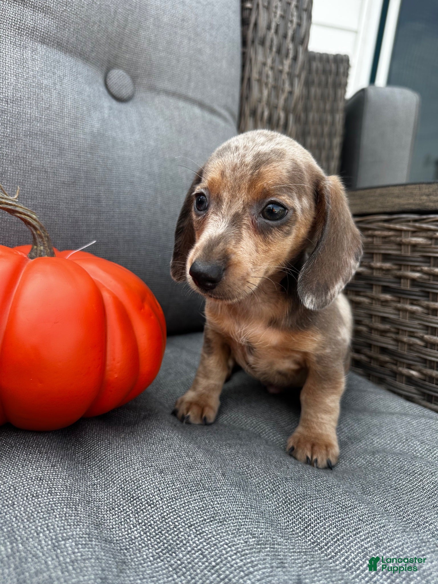 Miniature Dachshund dogs Oscar - Ad 1