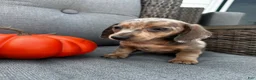 Miniature Dachshund dogs for sale: Oscar - Ad 1