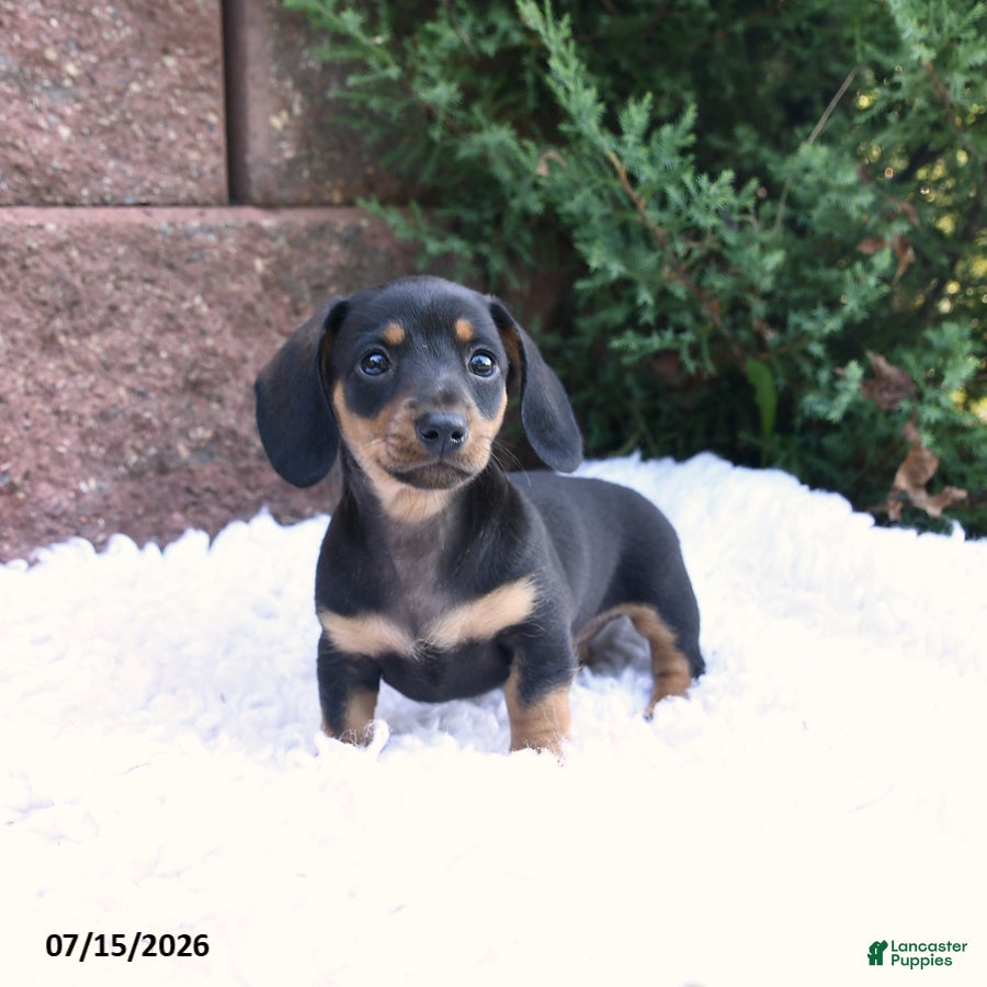 Miniature Dachshund dogs Charlie Ray - Ad 1