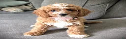 Cavapoo dogs for sale: Sunshine - Ad 4