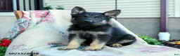German Shepherd dogs for sale: Axel - Ad 2