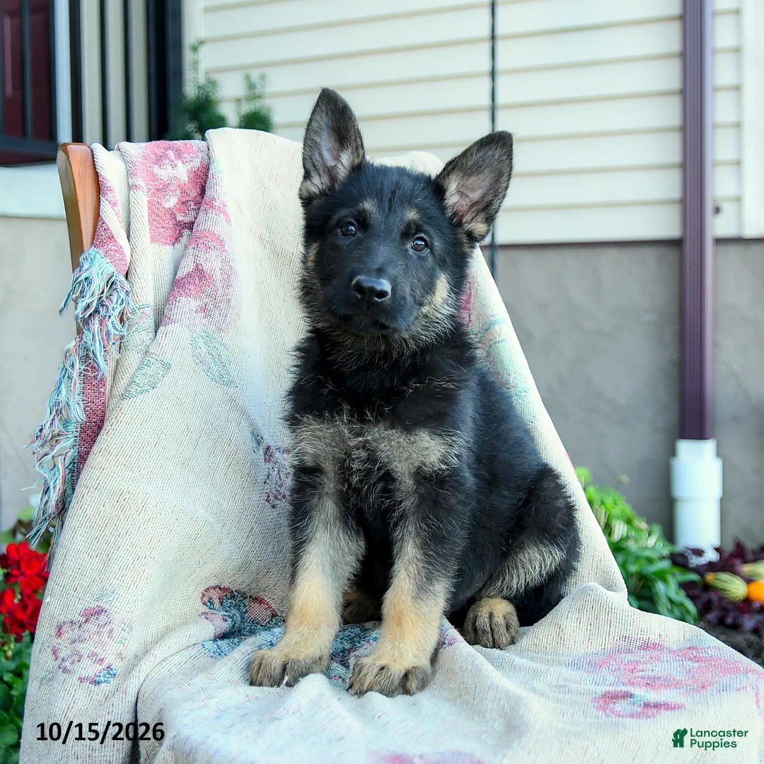 German Shepherd dogs for sale: Axel - Ad 2