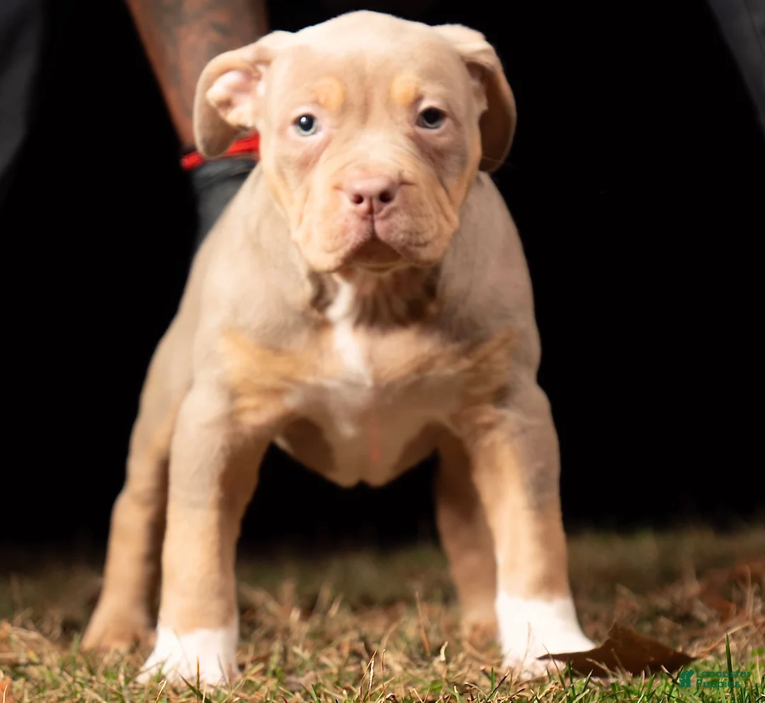 American Bully dogs for sale:  Puppy 1 - Ad 1
