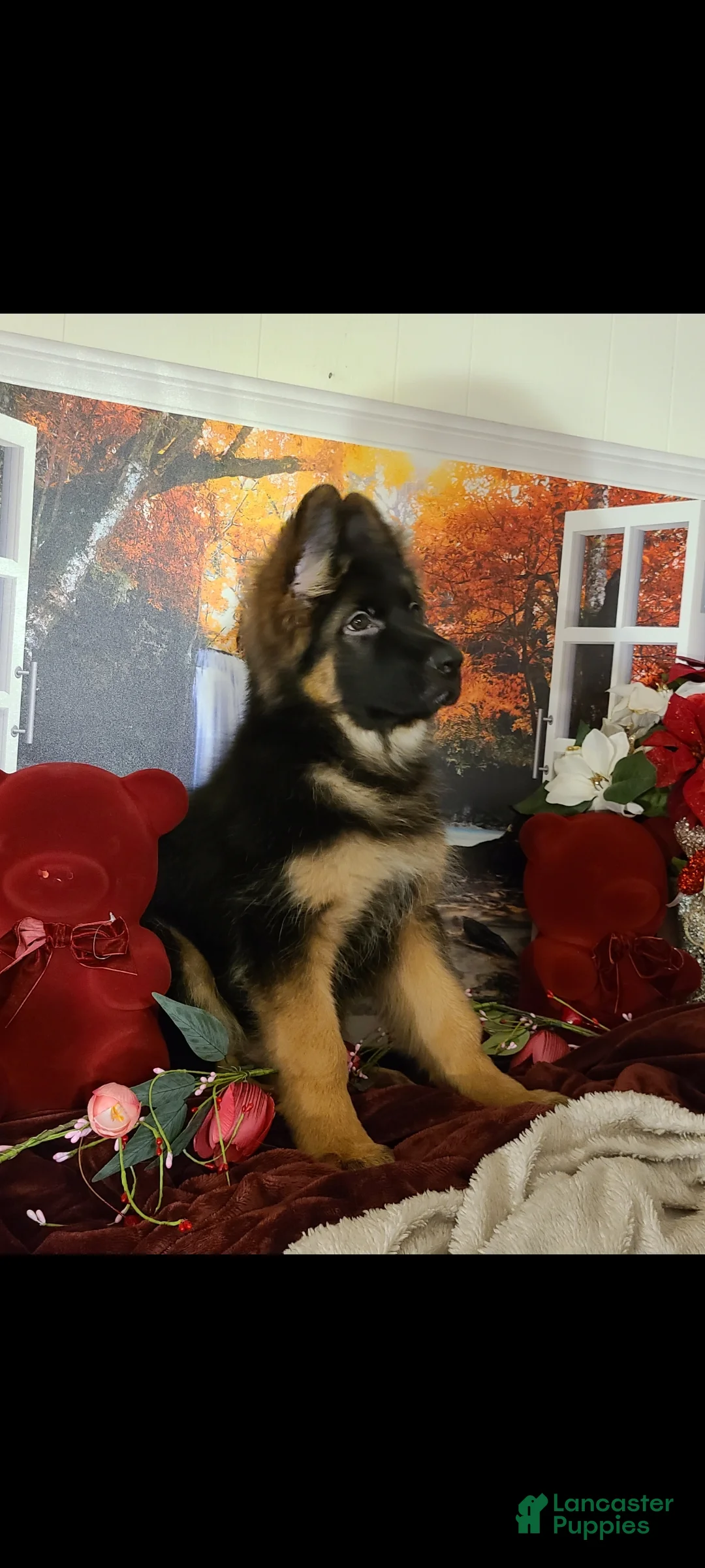 German Shepherd dogs for sale: Buddy  - Ad 5
