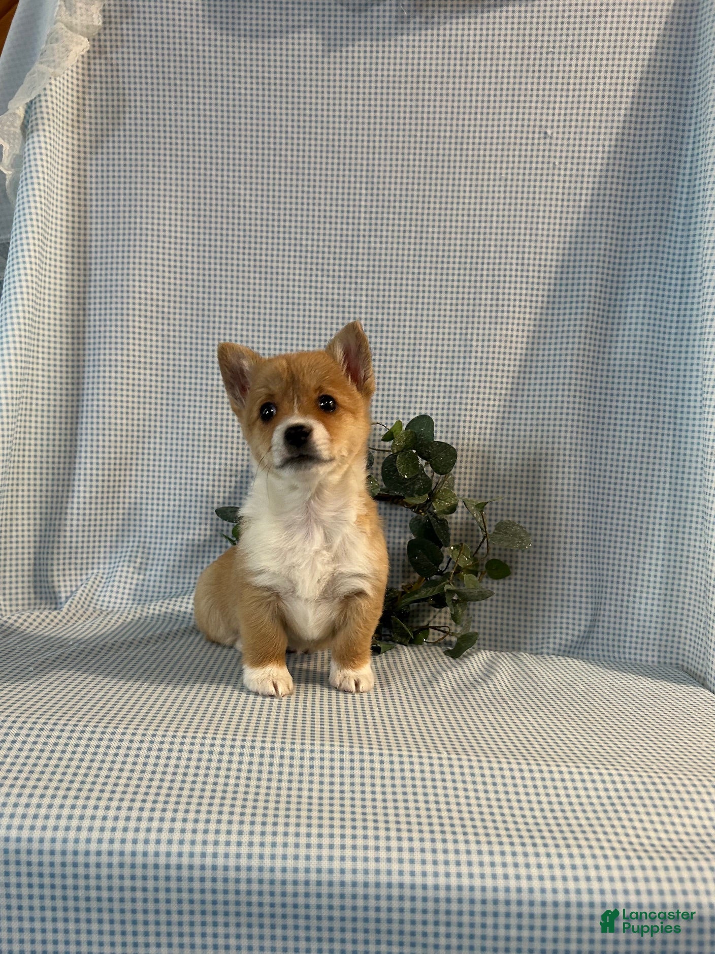 Welsh Corgi Pembroke dogs Violet - Ad 18