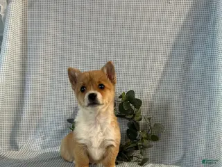 Welsh Corgi Pembroke dogs Violet - Ad 18