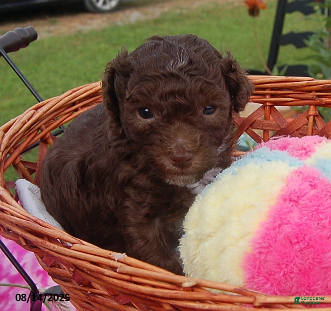Toy Poodle dogs for sale: Bobbie - Ad 10