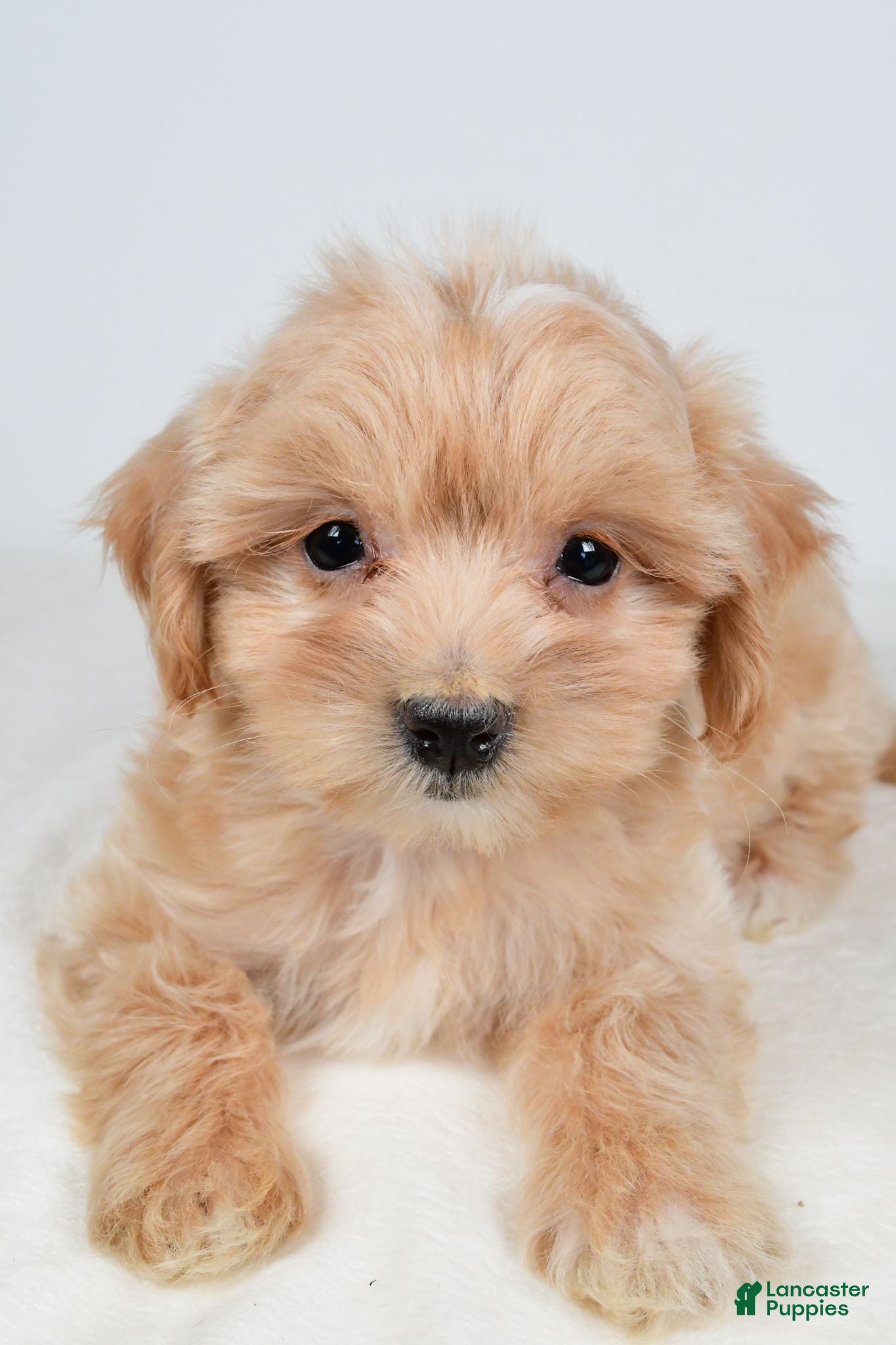 Maltipoo dogs Polly - Ad 2