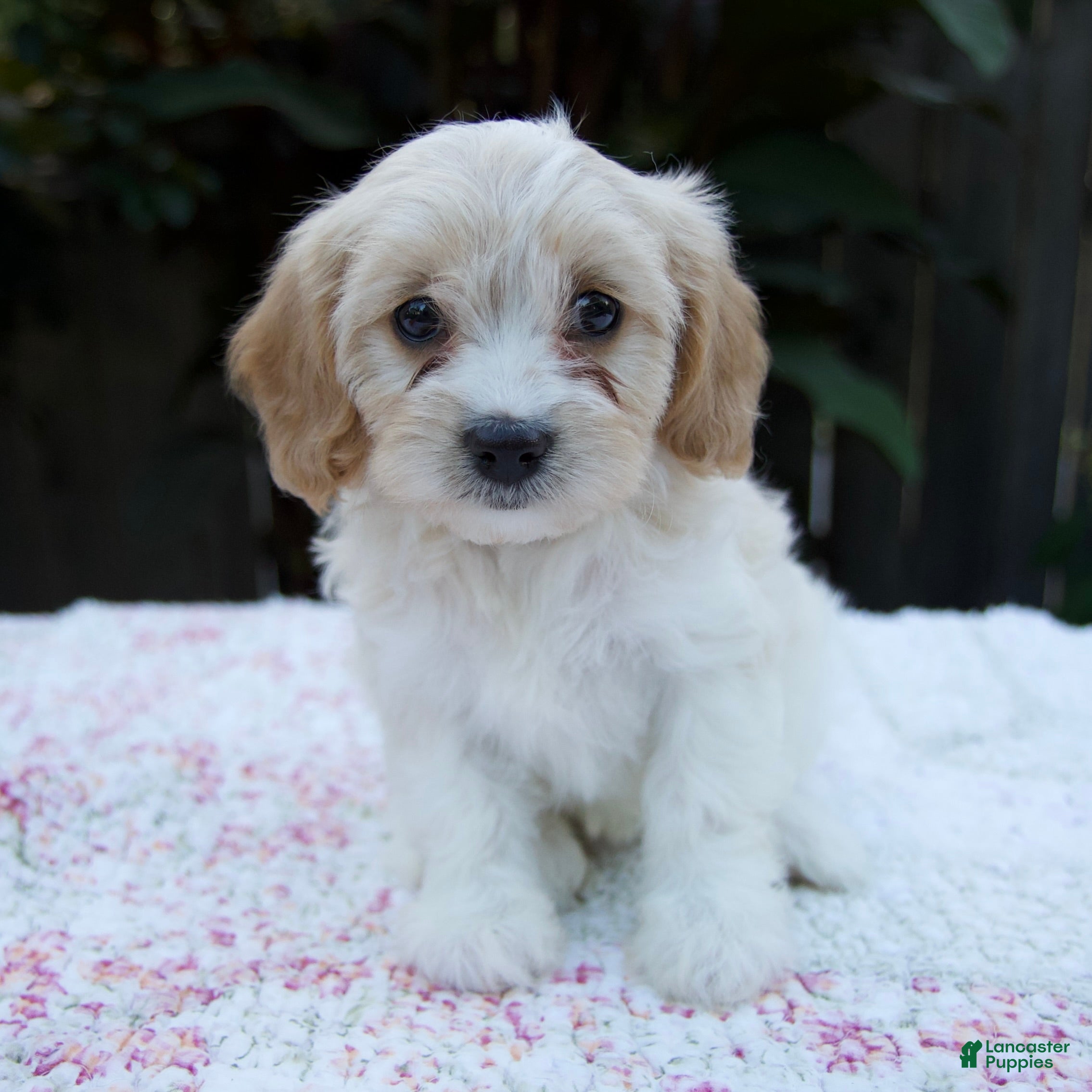 Cavapoo dogs Fern - Ad 1