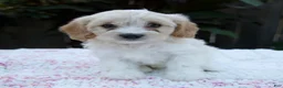 Cavapoo dogs for sale: Fern - Ad 1