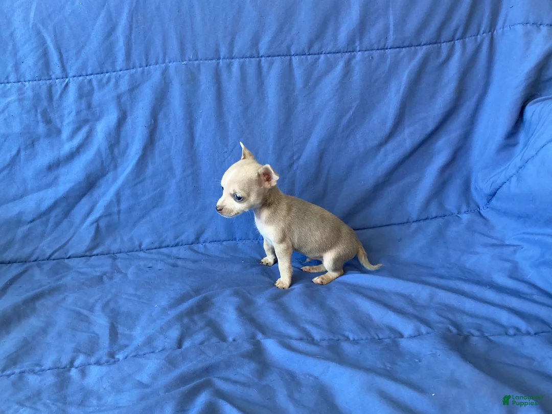 Chihuahua dogs for sale: Fletcher - Ad 7