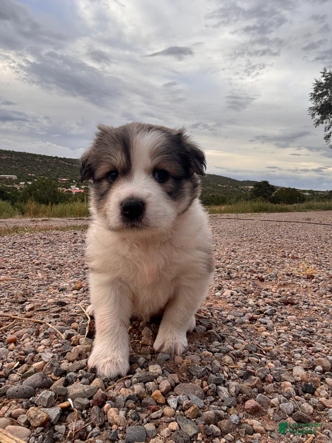 Mixed Breed dogs for sale: Esperanza - Ad 2