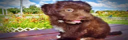 Havapoo dogs for sale: Ewok - Ad 19