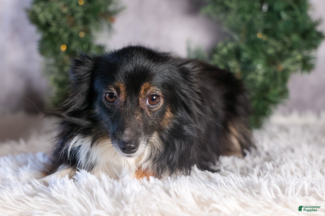 Mini Aussiedoodle dogs for sale: Kit Kat - Ad 38