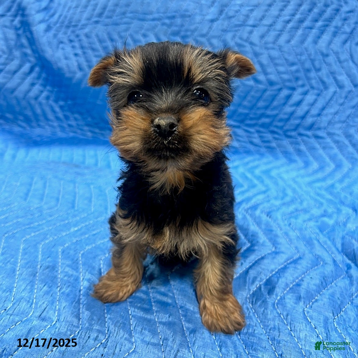 Yorkshire Terrier dogs Jesse - Ad 20