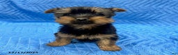 Yorkshire Terrier dogs for sale: Jesse - Ad 1