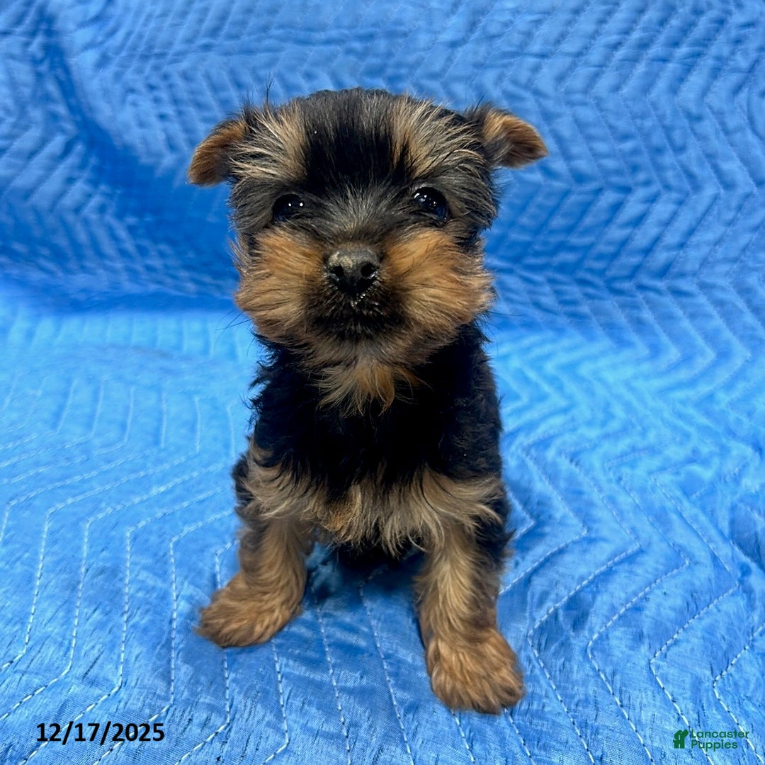 Yorkshire Terrier dogs for sale: Jesse - Ad 1
