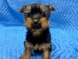Yorkshire Terrier dogs Jesse - Ad 20